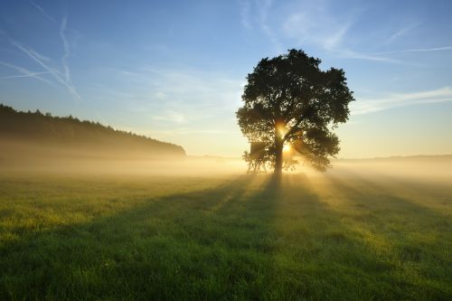 Backlit Tree in Morning Mist on Meadow at Sunrise Concept for: Just Compensation: Government Taking Land Under Eminent Domain