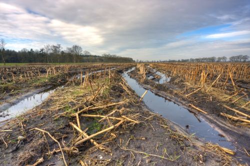 A muddy maizefield with puddles after the harvest. Visual concept for law blog on 